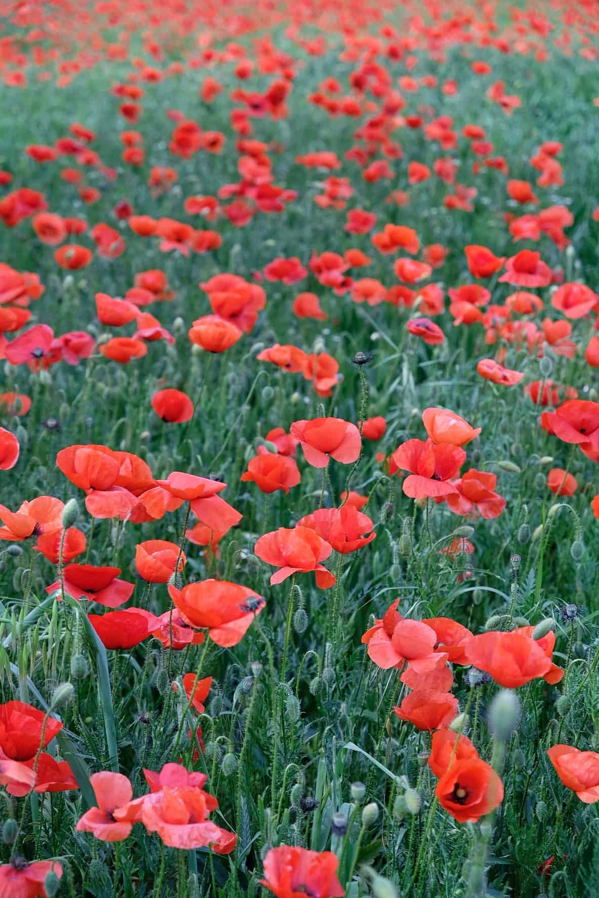 2021_0505_16265300-01