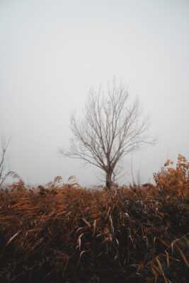 20211127-fog (4 of 54)