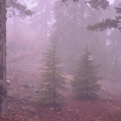 IMG_20201121_173952_773