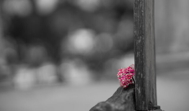 Σταυρος 1 (1 of 1)