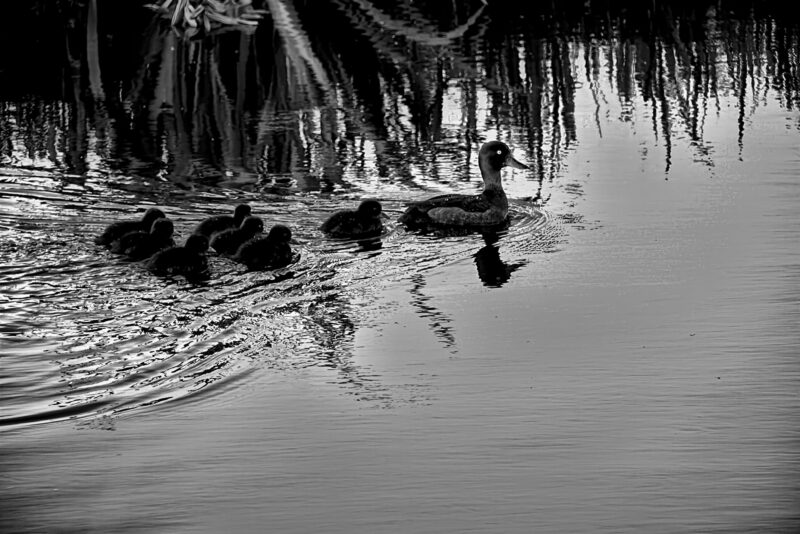 bloemen bij reewijk plaas 037