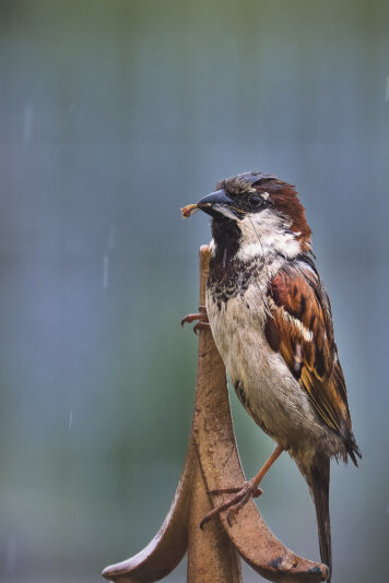 DSC_9272-NEF_DxO_DeepPRIMEXD