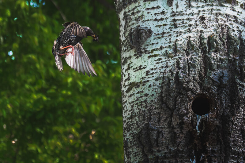 DSC_2090-NEF_DxO_DeepPRIME