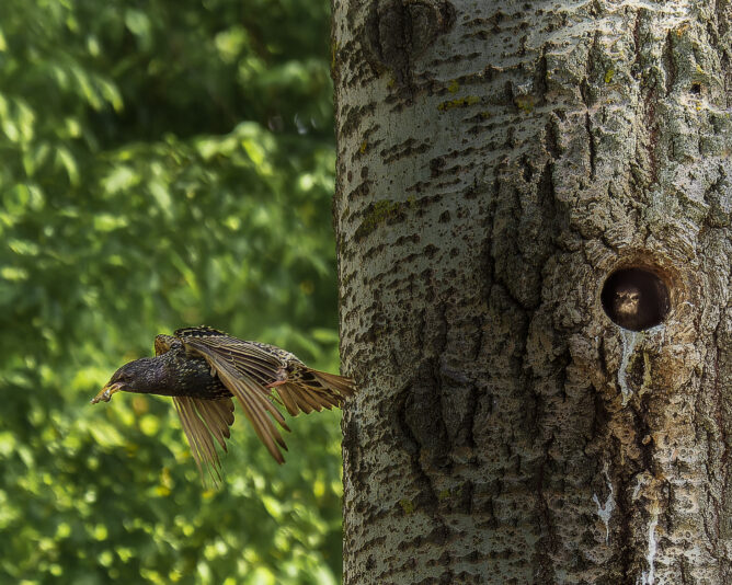 DSC_2114-NEF_DxO_DeepPRIMEXD