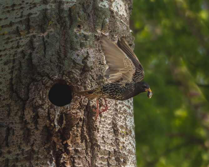 DSC_2141-NEF_DxO_DeepPRIMEXD