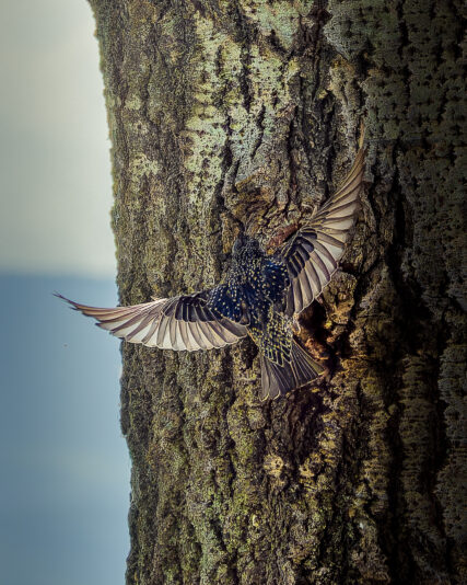 DSC_2074-NEF_DxO_DeepPRIMEXD