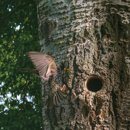 DSC_2389-NEF_DxO_DeepPRIME