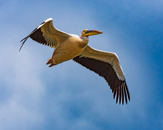 DSC_1001-NEF_DxO_DeepPRIME