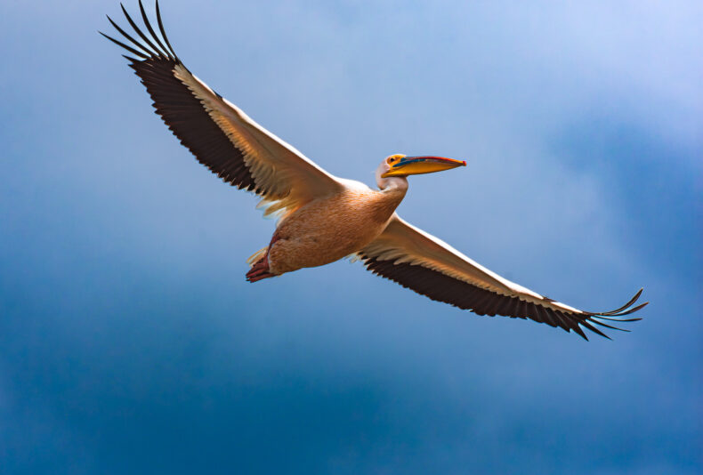 DSC_1002-NEF_DxO_DeepPRIME