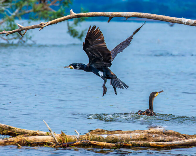 DSC_1724-NEF_DxO_DeepPRIME