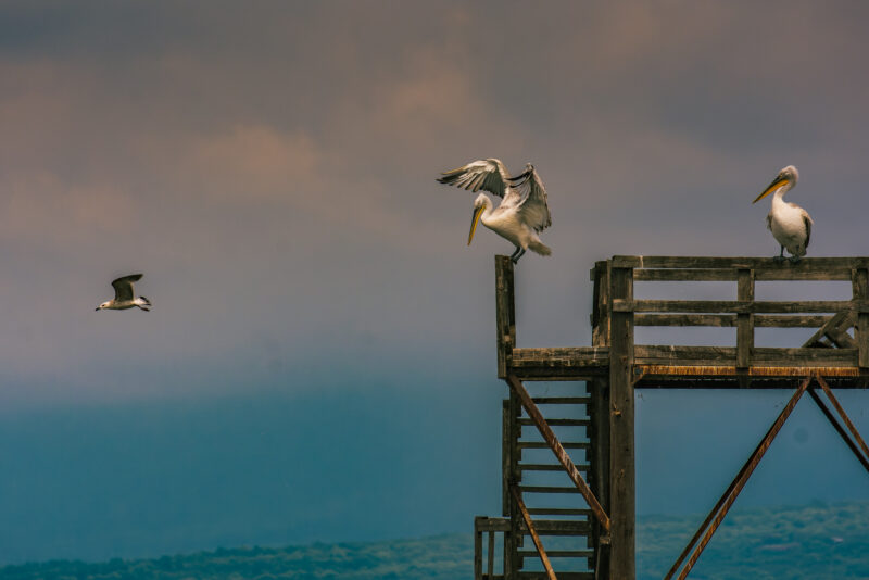 DSC_0900-NEF_DxO_DeepPRIME