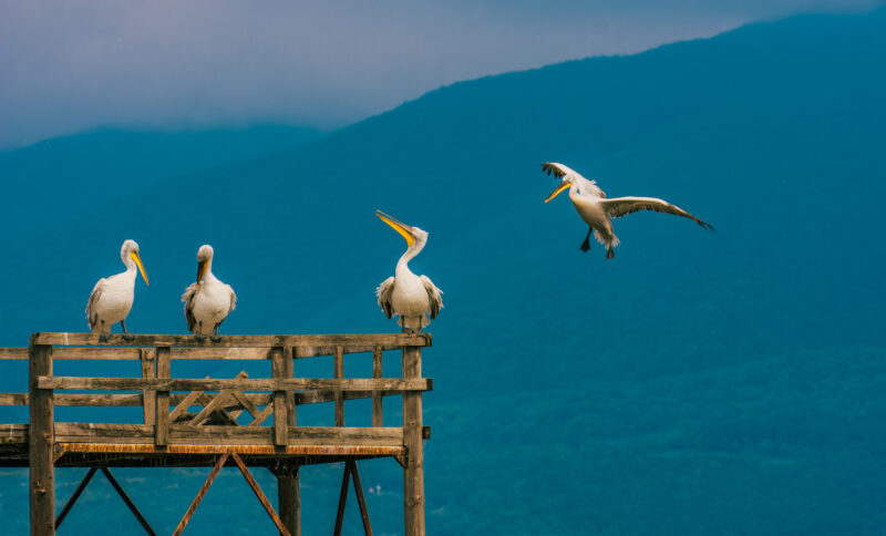 DSC_0886-NEF_DxO_DeepPRIME