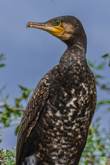 DSC_1156-NEF_DxO_DeepPRIME