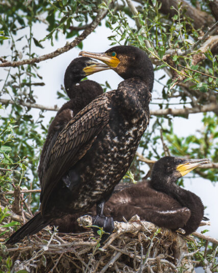 DSC_1134-NEF_DxO_DeepPRIME