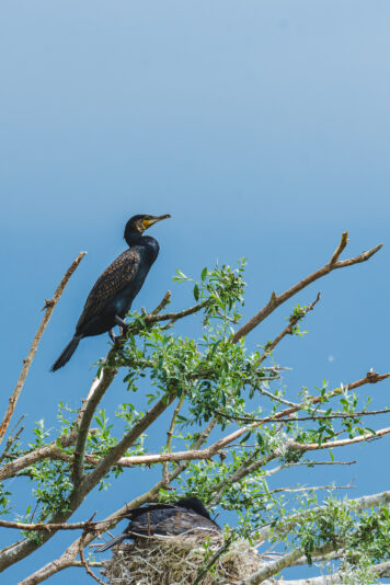 DSC_1347-NEF_DxO_DeepPRIME