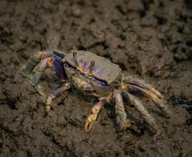 NIK_8082-Verbessert-RR