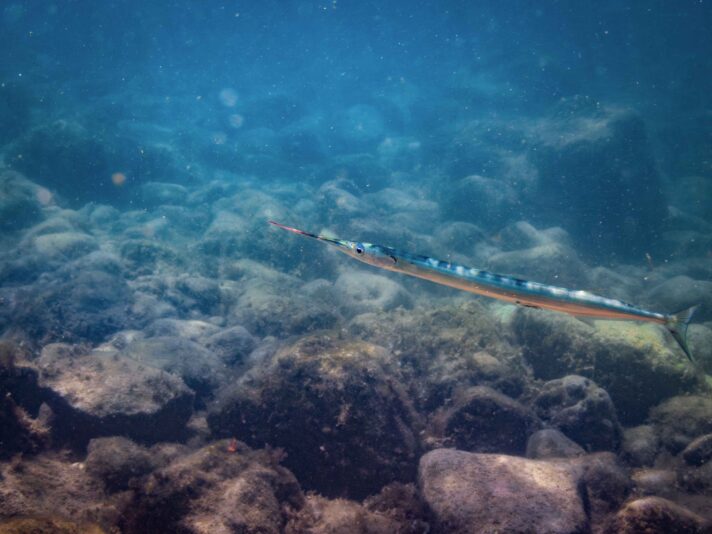 _8040517-Verbessert-RR_11zon